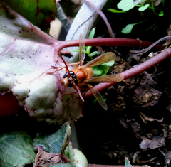 Provespa barthelemyi