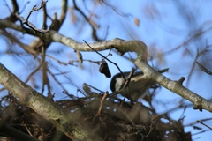 Periparus ater britannicus