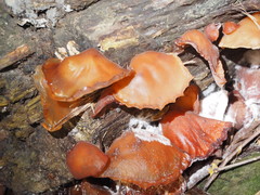 Auricularia heimuer