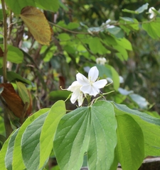 Bauhinia acuminata
