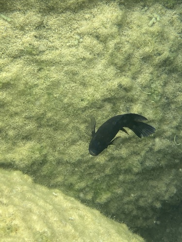 Pseudotropheus purpuratus