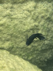 Pseudotropheus purpuratus