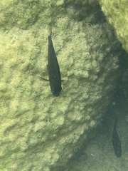 Pseudotropheus purpuratus