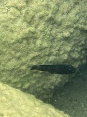 Pseudotropheus purpuratus