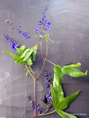 Hardenbergia