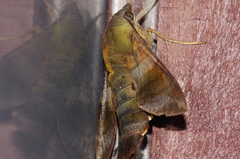 Macroglossum corythus