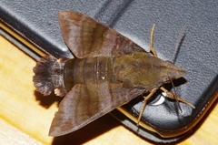 Macroglossum corythus