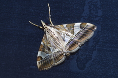 Agrioglypta fulguralis