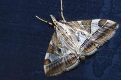 Agrioglypta fulguralis