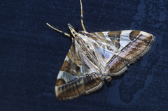 Agrioglypta fulguralis