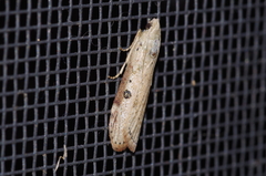 Lamoria adaptella