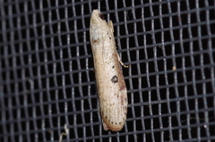 Lamoria adaptella