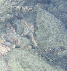 Labeotropheus fuelleborni