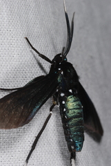 Macrocneme leucostigma