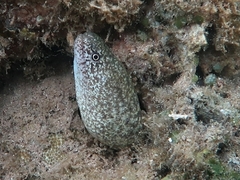 Gymnothorax richardsonii
