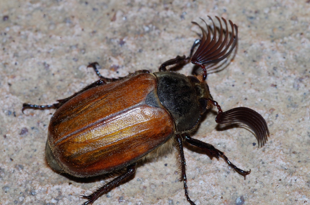 Tricholontha papagena