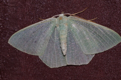 Thalassodes intaminata