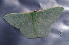 Thalassodes intaminata