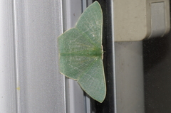 Thalassodes intaminata