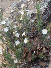 Cistus umbellatus