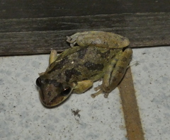Scinax x-signatus