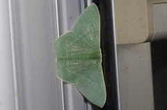 Thalassodes intaminata