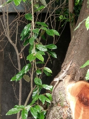 Tropidurus itambere