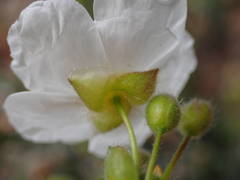 Cistus umbellatus