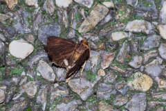 Ercheia dubia