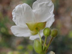 Cistus umbellatus