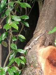Tropidurus itambere