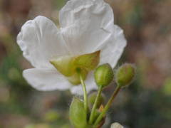 Cistus umbellatus