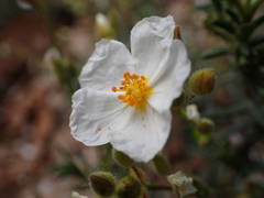 Cistus umbellatus
