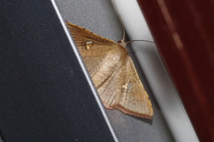 Banisia owadai