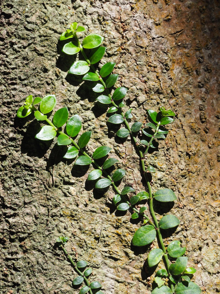 Creeping Psychotria