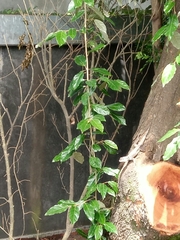 Tropidurus itambere