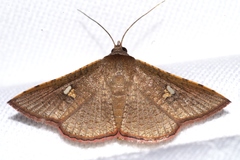 Banisia owadai