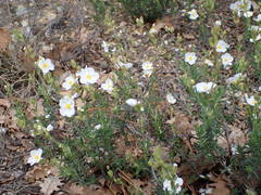 Cistus umbellatus