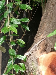Tropidurus itambere