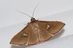 Banisia owadai