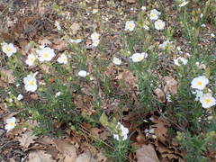 Cistus umbellatus