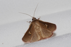 Banisia owadai