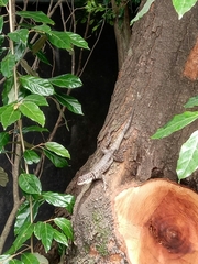 Tropidurus itambere