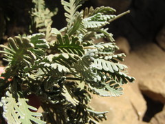 Euryops pectinatus pectinatus