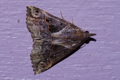Hypena indicatalis