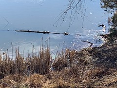 Chrysemys picta picta