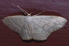 Scopula plumbearia