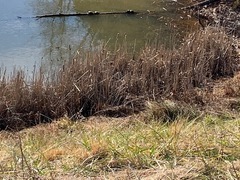 Chrysemys picta picta