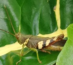 Apalacris varicornis
