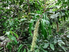 Faurea macnaughtonii